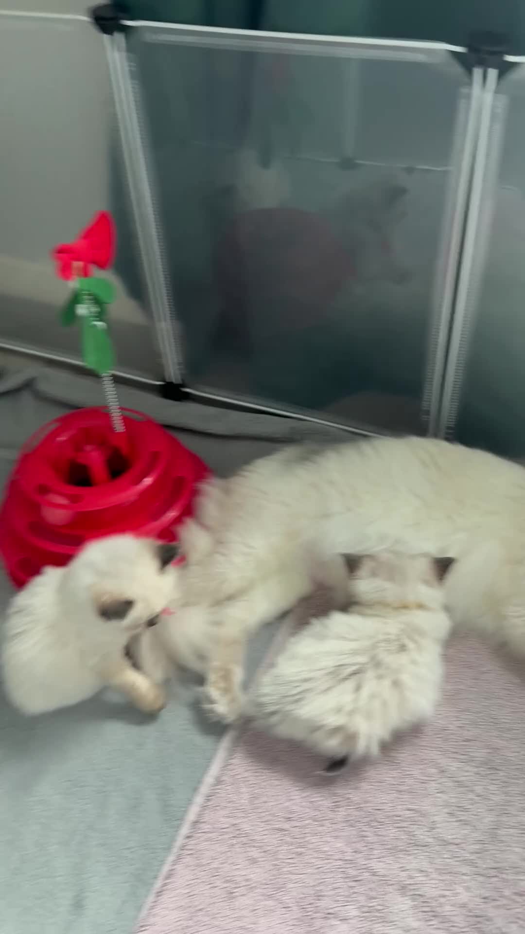 Ragdoll cats for sale: Ragdoll  - Video 1