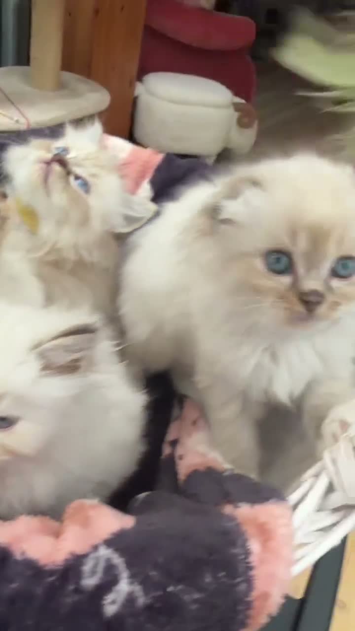 Mixed Breed cats for sale: Scottish Fold/Ragdoll in Colchester - Video 2