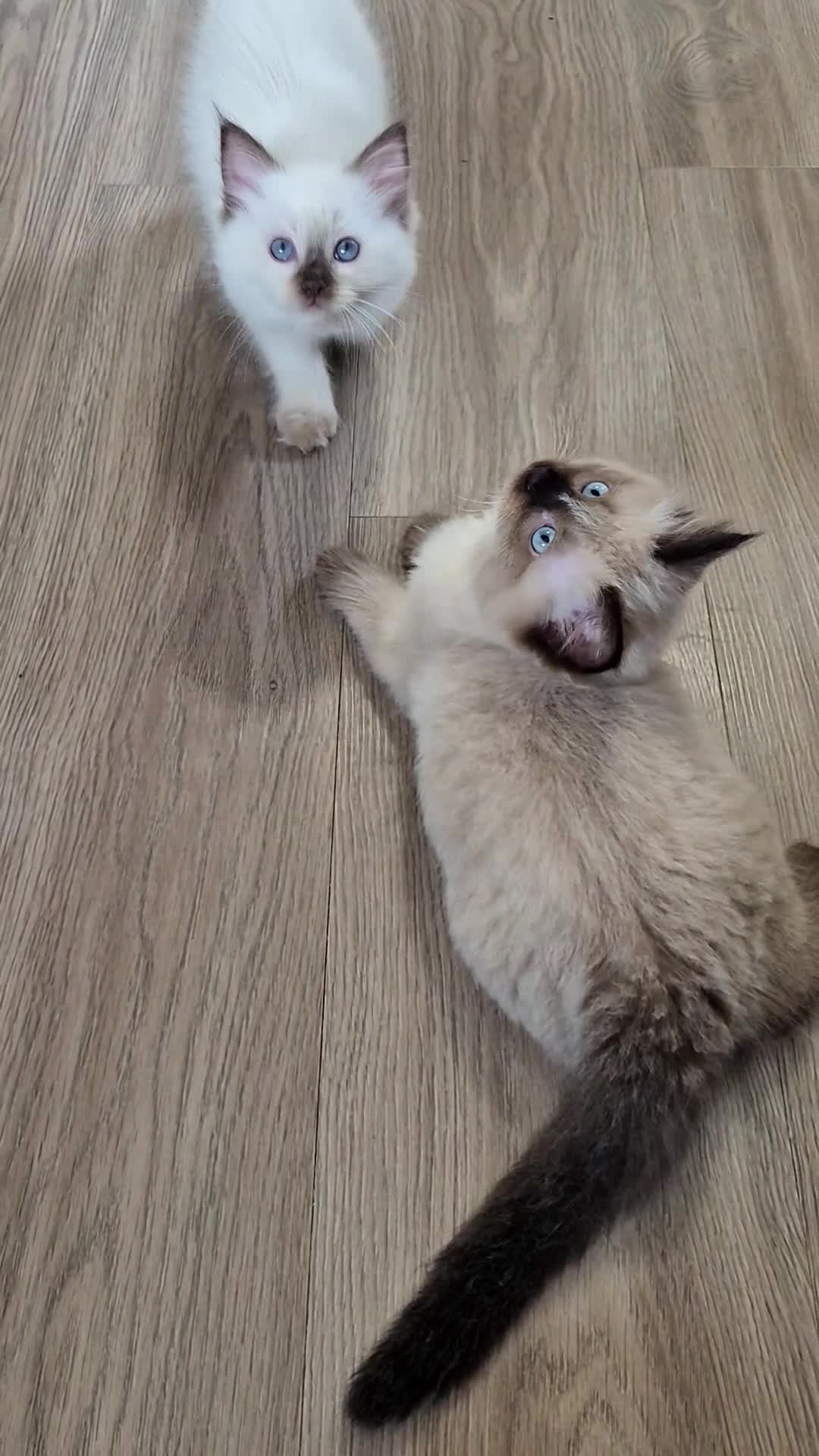 Ragdoll cats for sale: 2 beautiful fluffy ragdoll kittens - Video 1