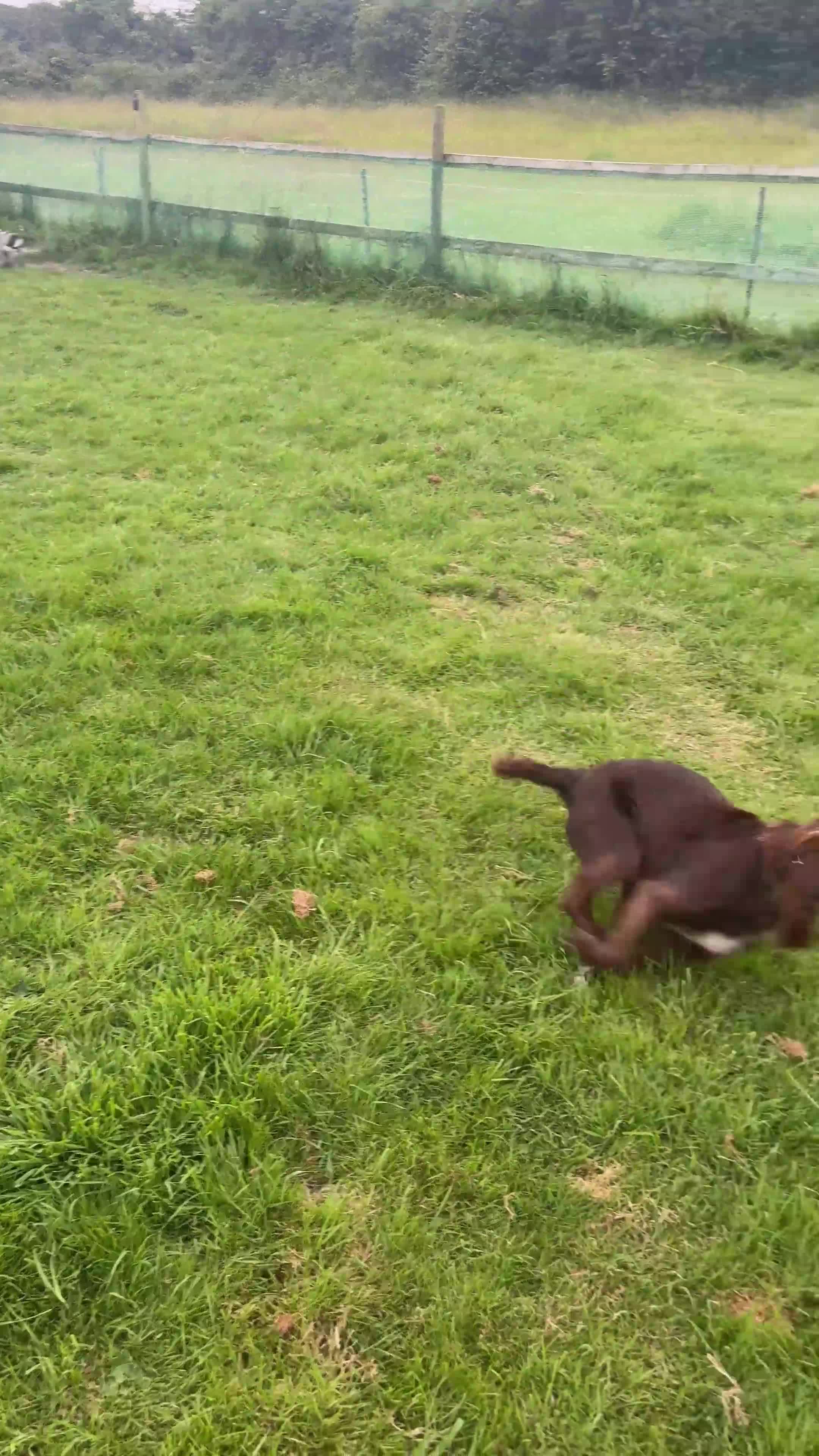 German Shorthaired Pointer dogs for sale: German shorthaired pointer ready to go  - Video 2