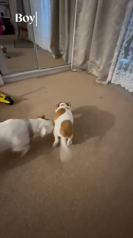 Jack Russell dogs for sale: Jack Russell  in Chigwell - Video 3