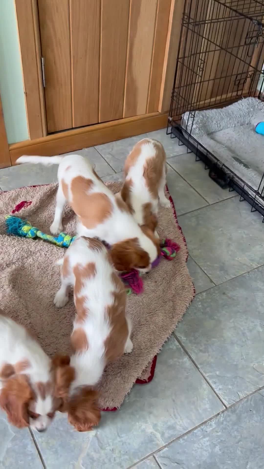 Cavalier King Charles Spaniel dogs for sale: K C Reg Fully Vaccinated  - Video 1