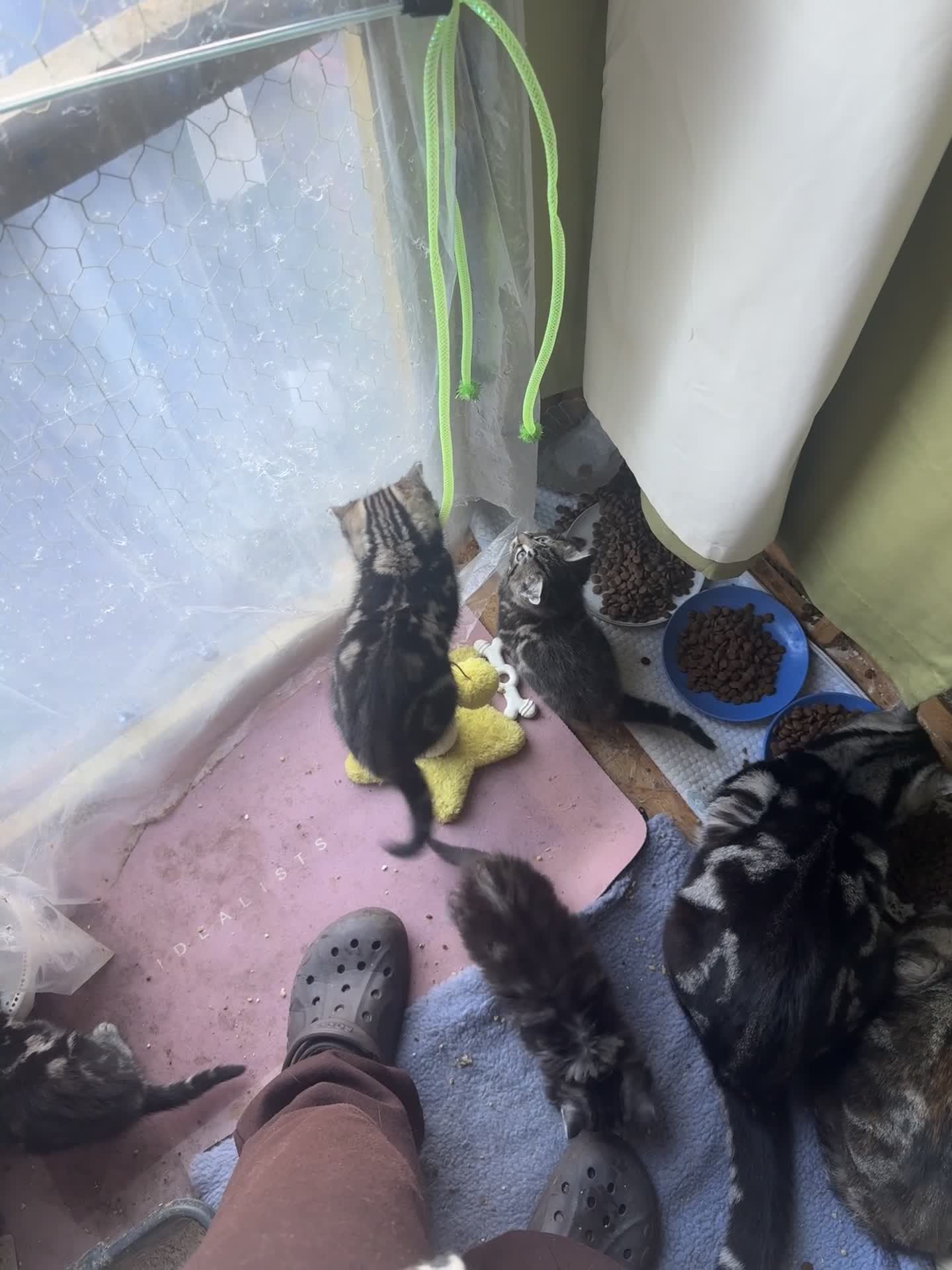 Mixed Breed cats for sale: 5 gorgeous fluffy tabby kittens  - Video 3