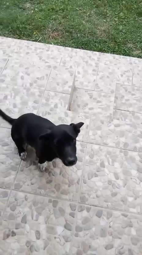Mixed Breed dogs for adoption: MINA, superb little girl - for a Loving Home - Video 1