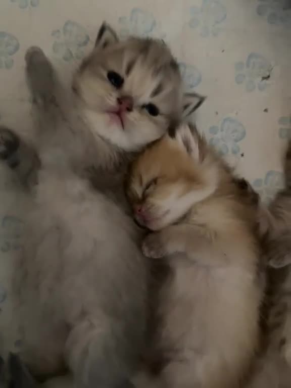 British Shorthair cats for sale: BEAUTIFUL GOLDEN BSH KITTENS AVAILABLE TO RESERVE - Video 2