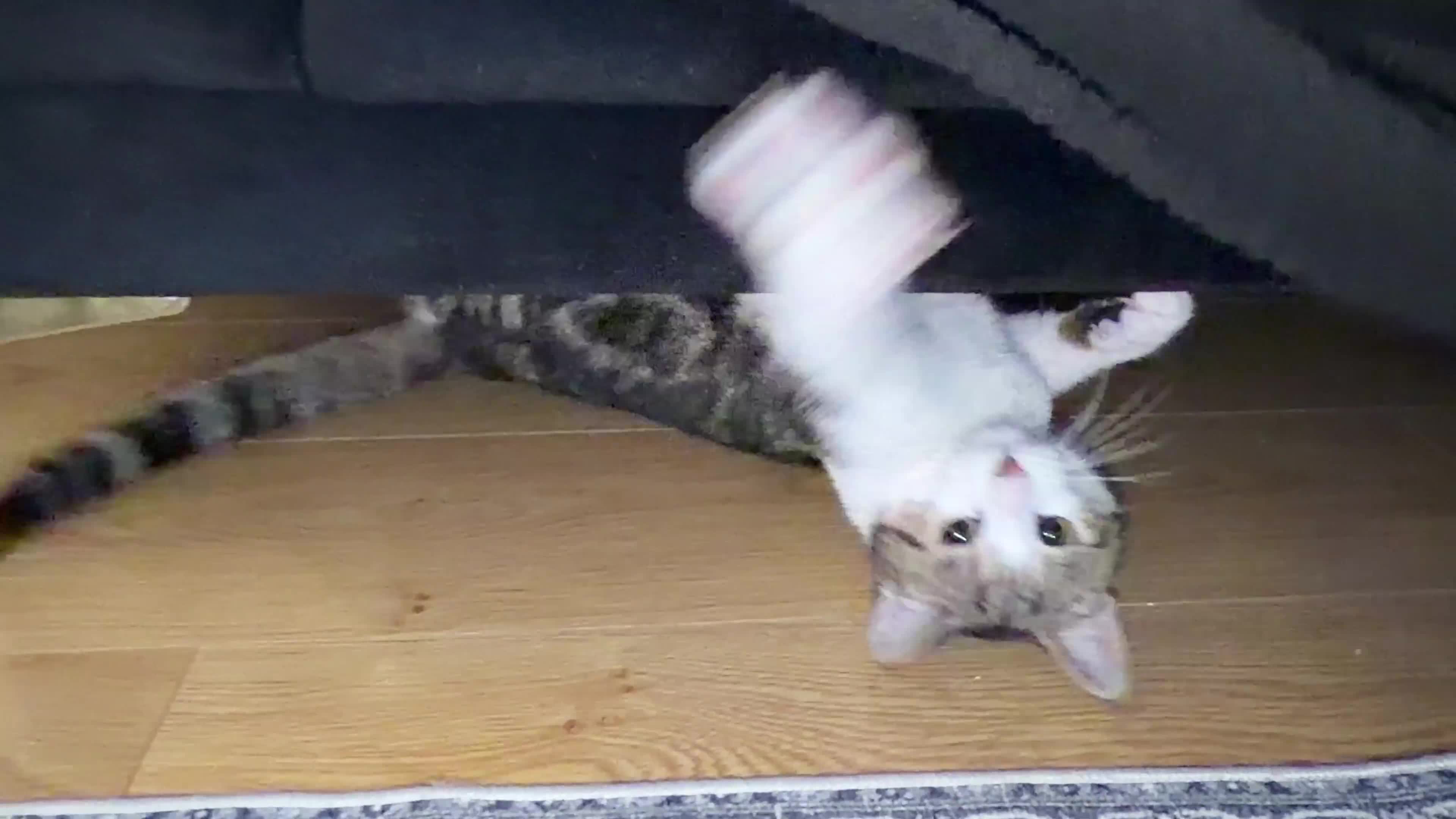 Mixed Breed cats for sale: lovely male cat loves to play and loves to eat😋 - Video 1