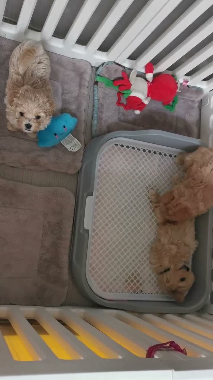 Maltipoo dogs for sale: Maltipoo F1 Toy Size, KC Parents, DNA Tested Clear - Video 1