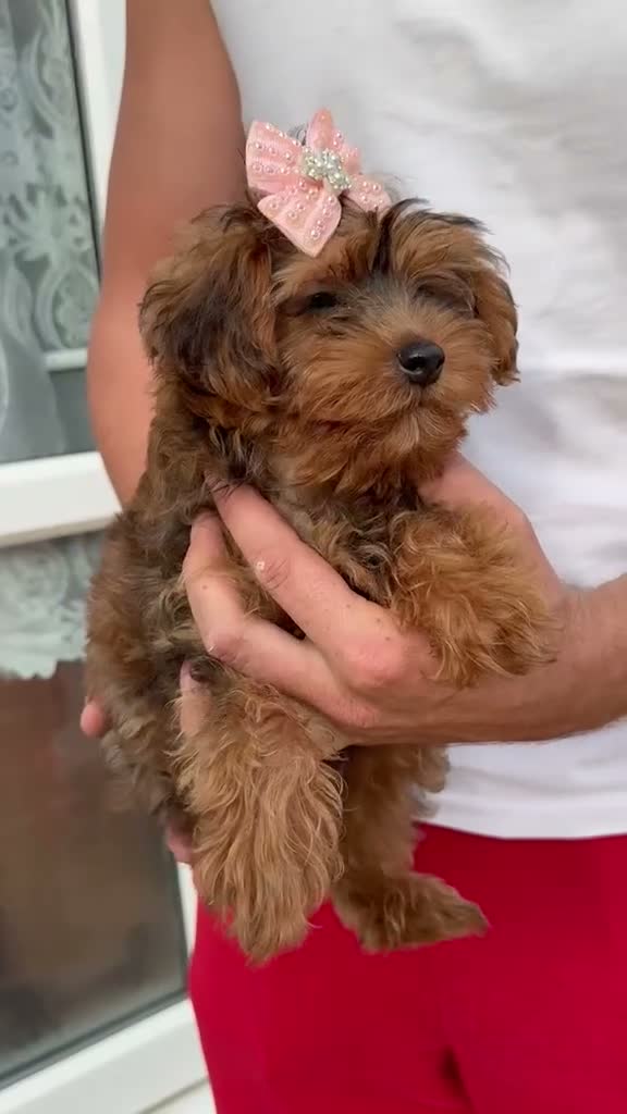 Yorkiepoo dogs for sale: Yorkiepoo  - Video 2