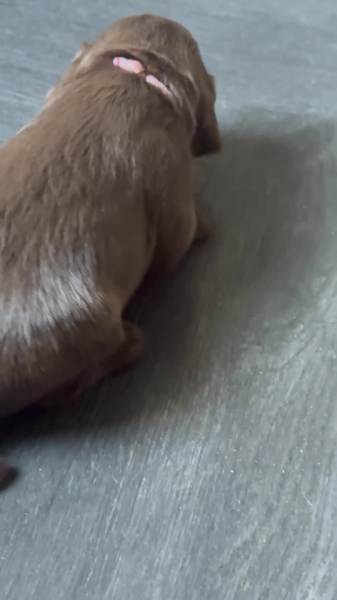 Cocker Spaniel dogs for sale: Working cocker spaniel  - Video 3