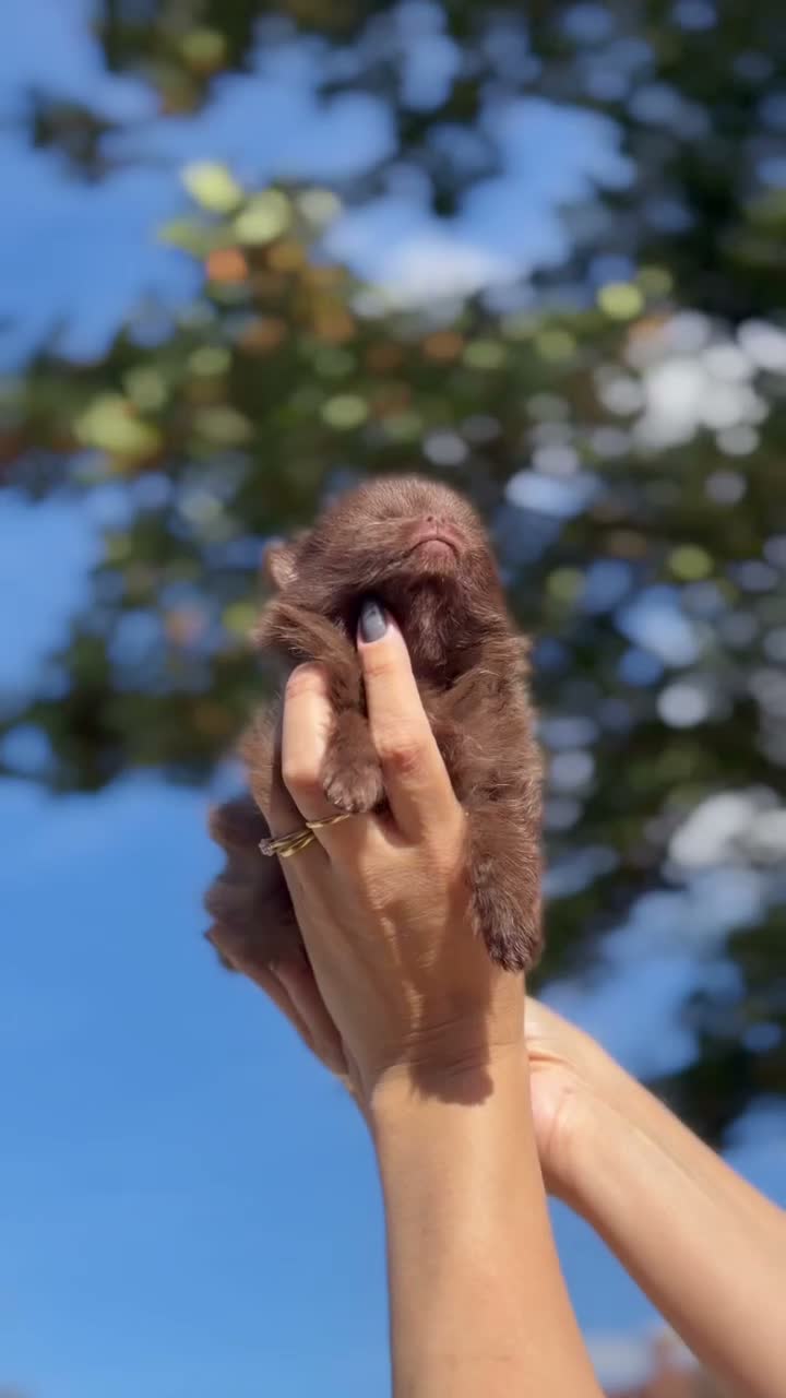 Pomeranian dogs for sale: BEAUTIFUL TEDDY FACE POMERANIAN PUPPIES KC ❤️✨ - Video 2