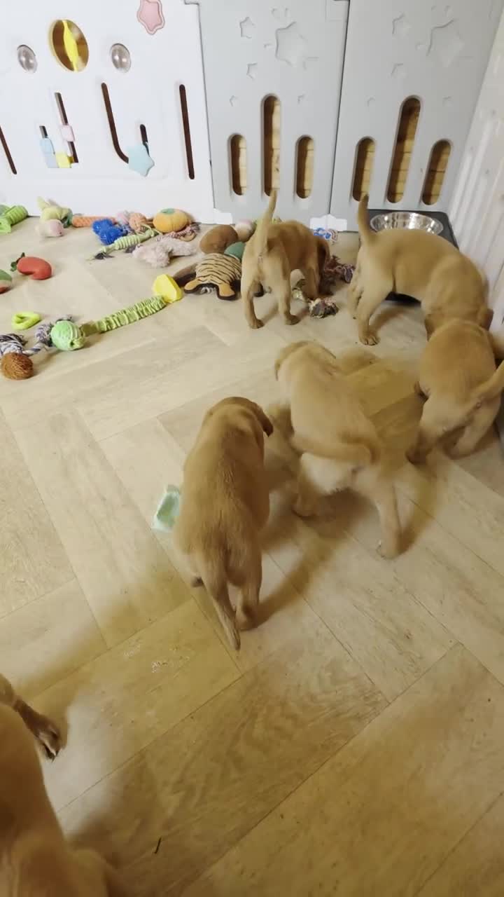 Labrador Retriever dogs for sale: 10 FOX RED KC LABS WITH HEALTH TESTED PARENTS - Video 3
