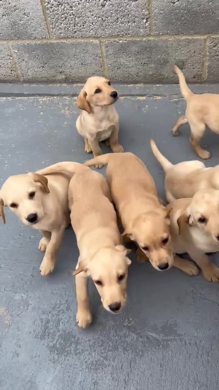 Labrador Retriever dogs for sale: Labrador beautiful puppies  - Video 1