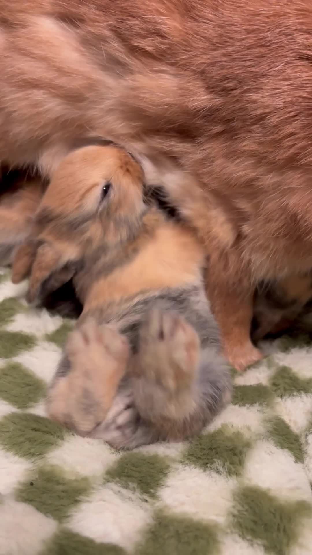 Belgian Hares rabbits for sale: 4 beautiful harlequin rabbits  - Video 1