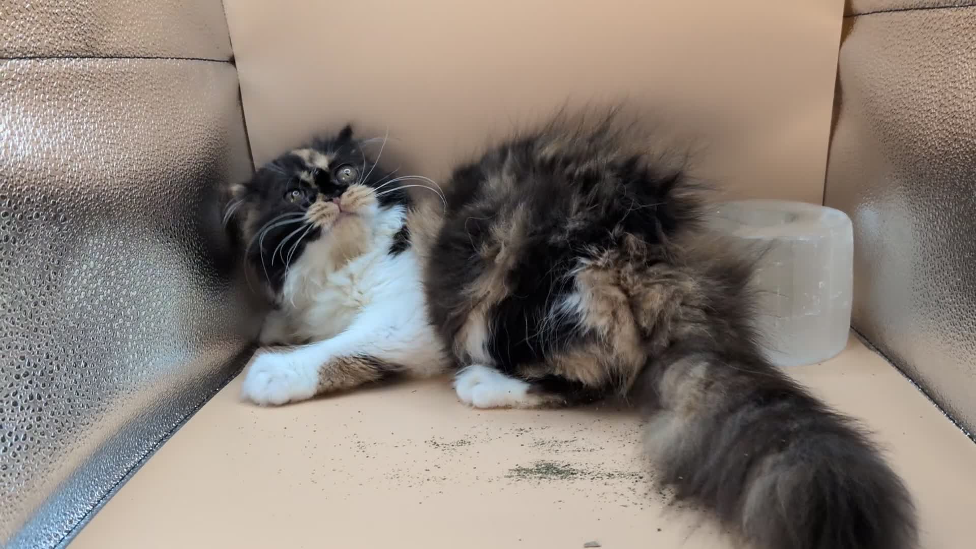 Exotic cats for sale: Meet Calliope- your future landlady  - Video 1