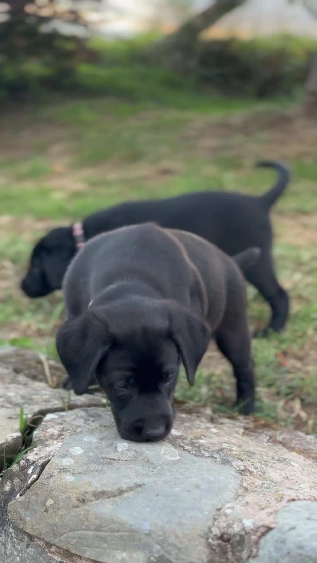 Labrador Retriever dogs for sale: FTCH Pedigree, Heath Tested and Hip and Elbows  - Video 5