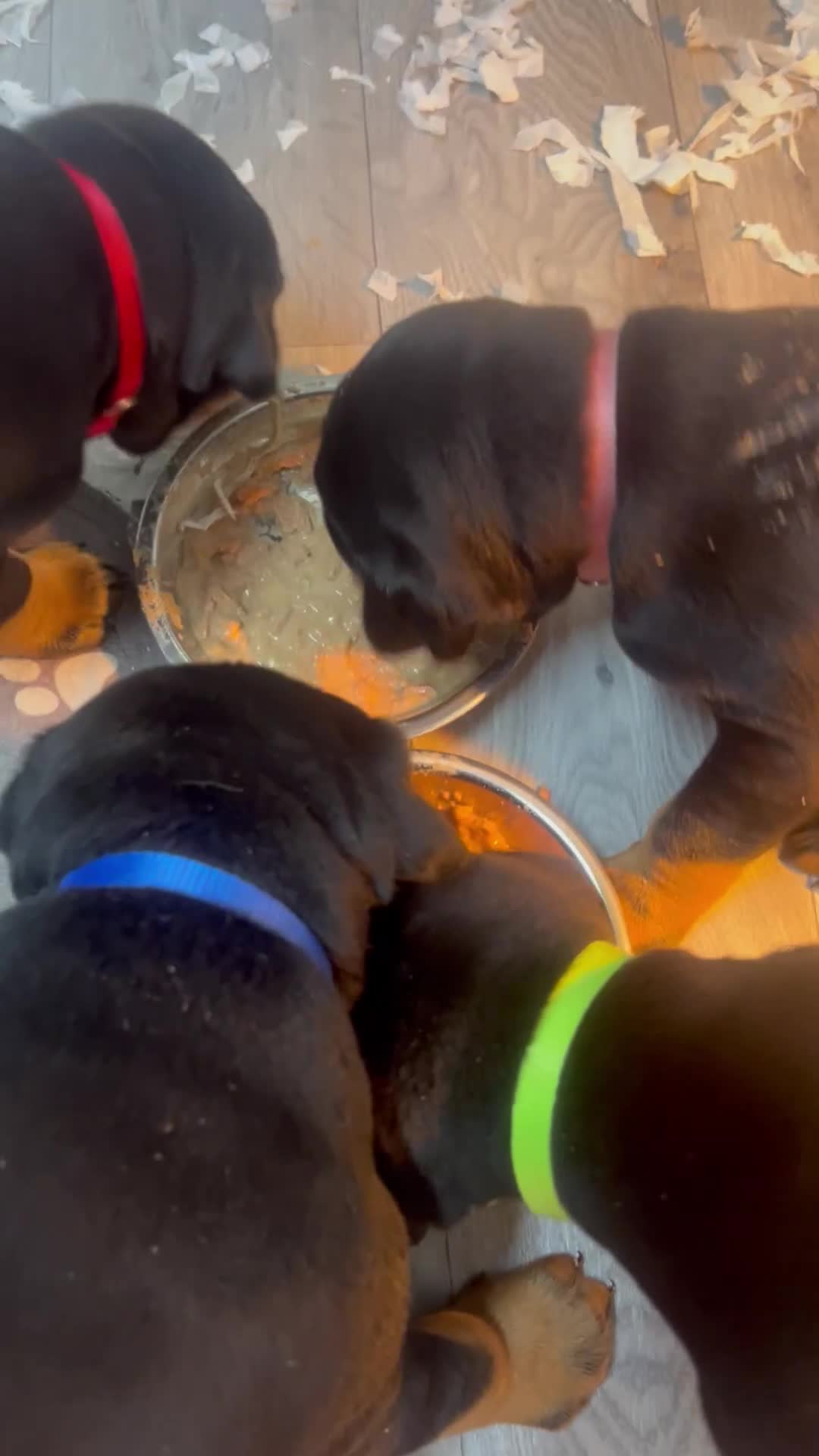 Dobermann dogs for sale: Exceptional Doberman X Doberman/rottwiler  - Video 1