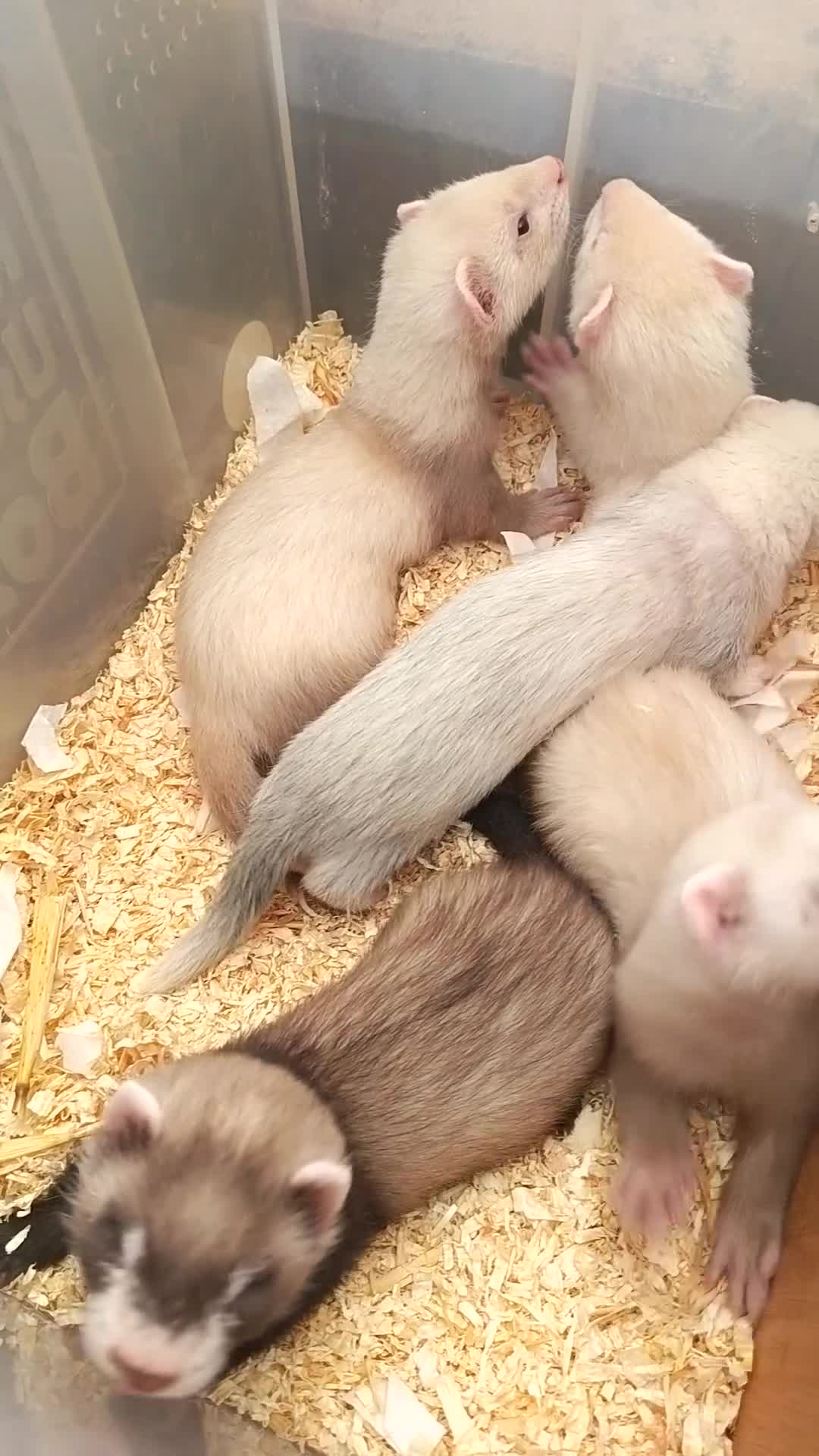 Ferret rodents for sale: Ferret kits for sale - Video 1