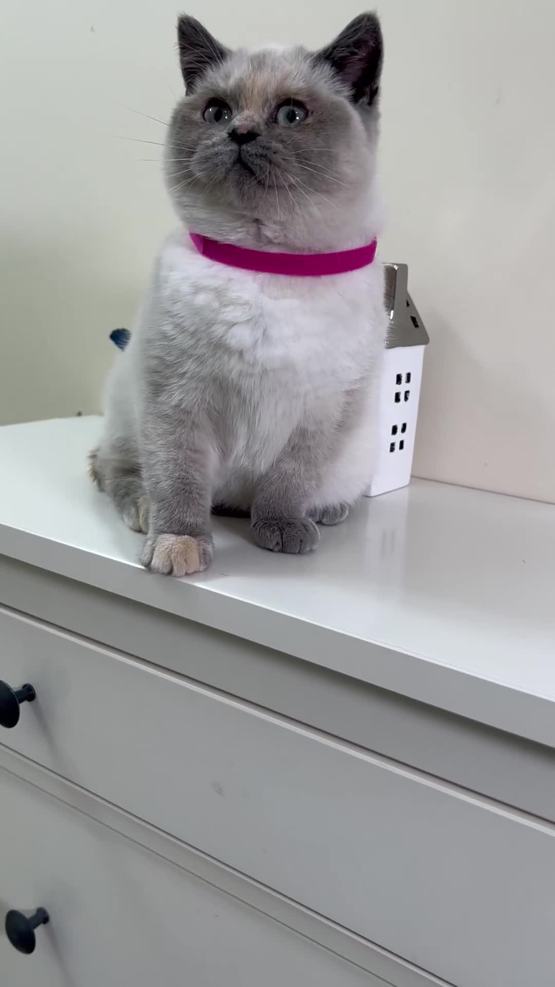 British Shorthair cats for sale: British Longhair & British Shorthair. - Video 2