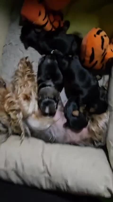 Yorkshire Terrier dogs for sale: Tiny Yorkshire Terrier with one boy merle - Video 1