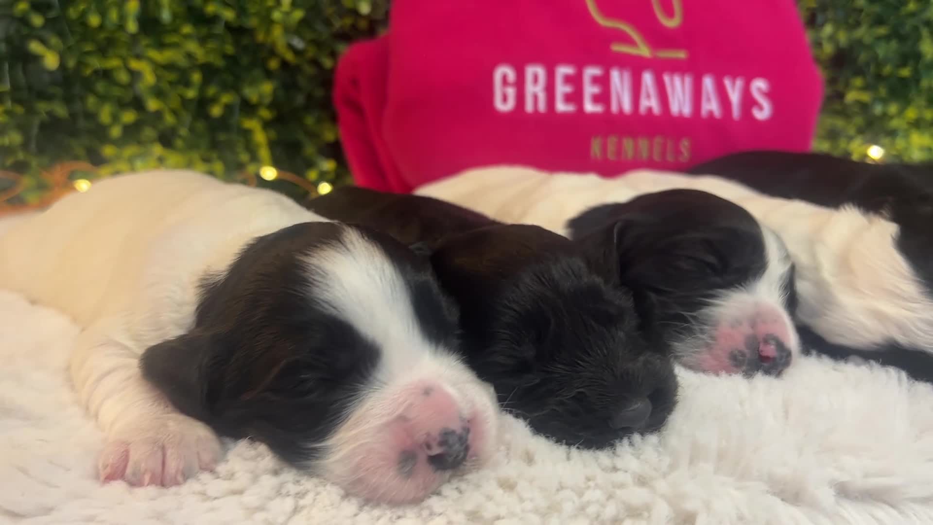 Sprocker dogs for sale: 5 * Breeder Health-Tested F1b Sprocker Puppies - Video 2