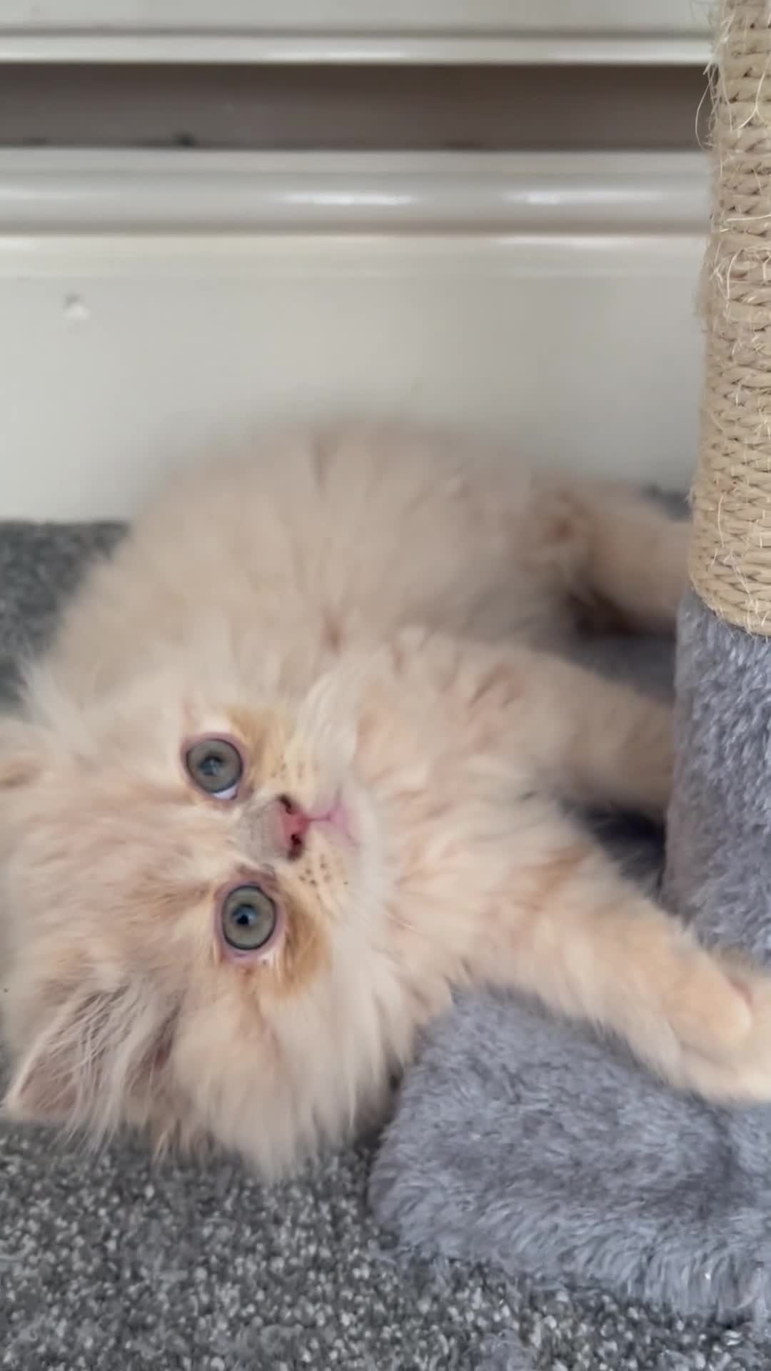 Persian cats for sale: 🐾 Persian Kittens for Sale 🐾 in Coventry - Video 5