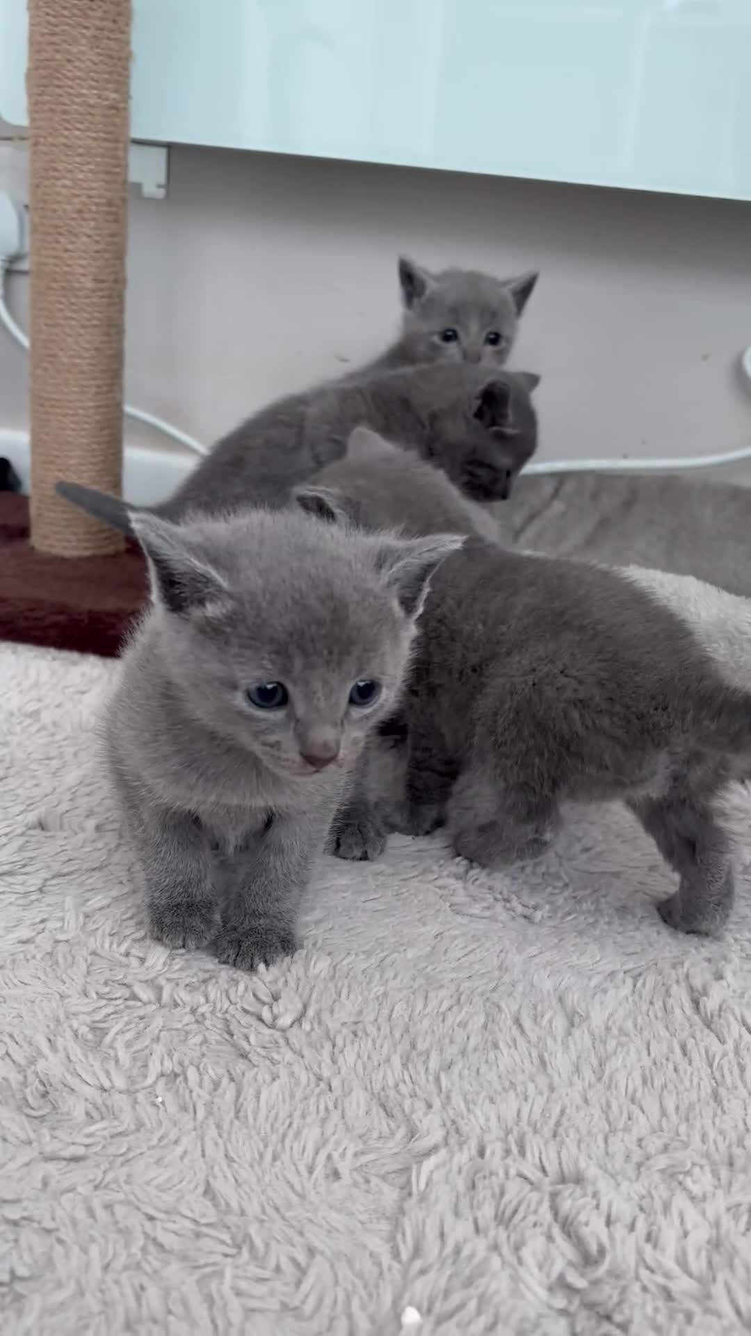 Russian Blue cats for sale: 6 Stunning GCCF Russian Blue Kittens 🐾  - Video 2