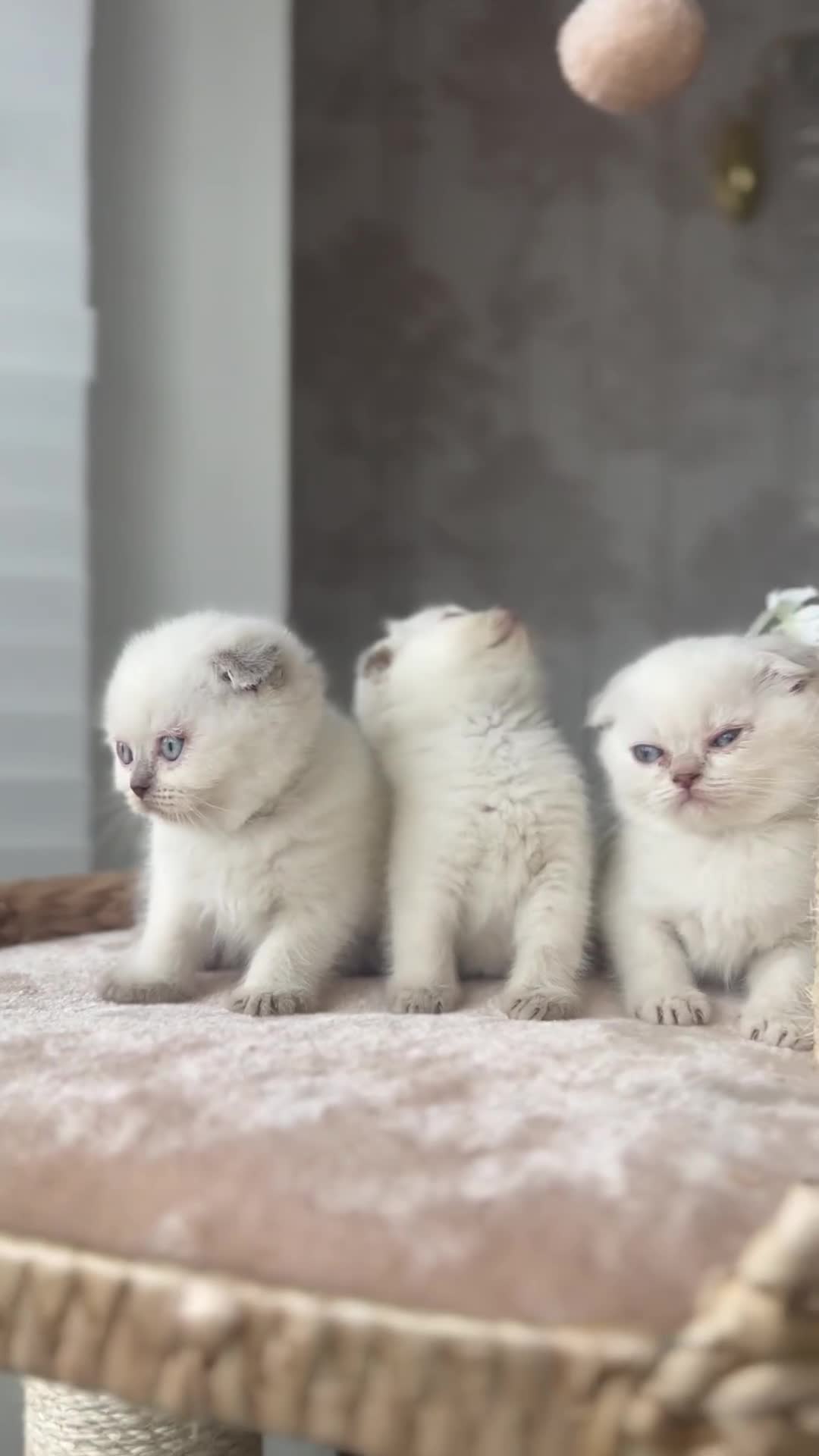 Scottish Fold cats for sale: ❣️Scottish Fold Kittens❣️ - Video 1