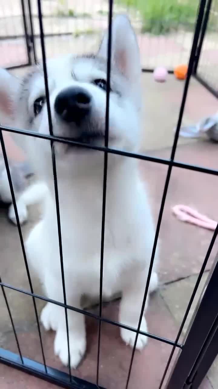 Siberian Husky dogs for sale: Husky Puppies  - Video 2