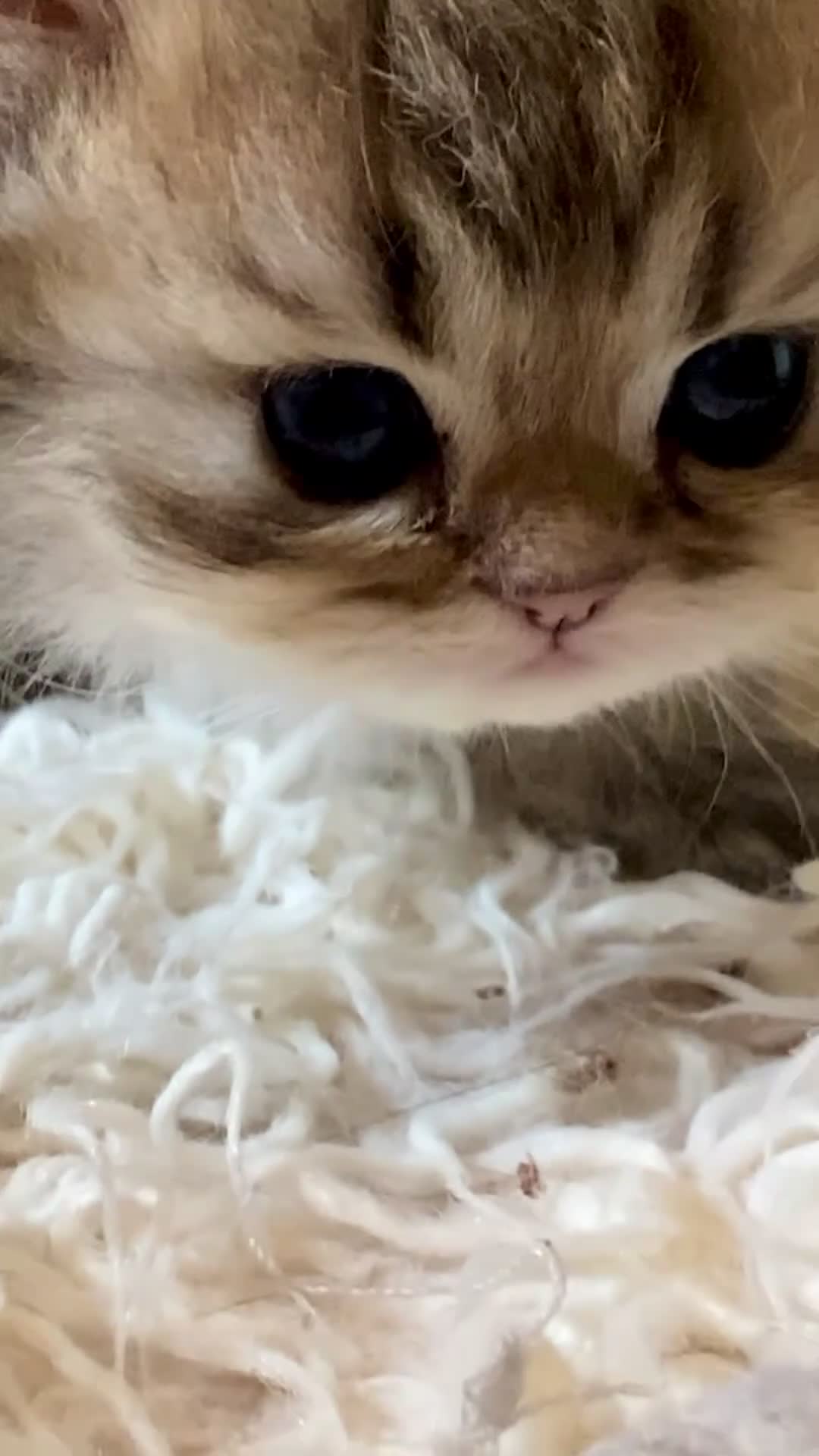 Persian cats for sale: Silver and golden chinchilla Persian kittens - Video 1