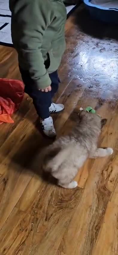 Siberian Husky dogs for sale: ready to go Wooly Siberian Husky - Video 2