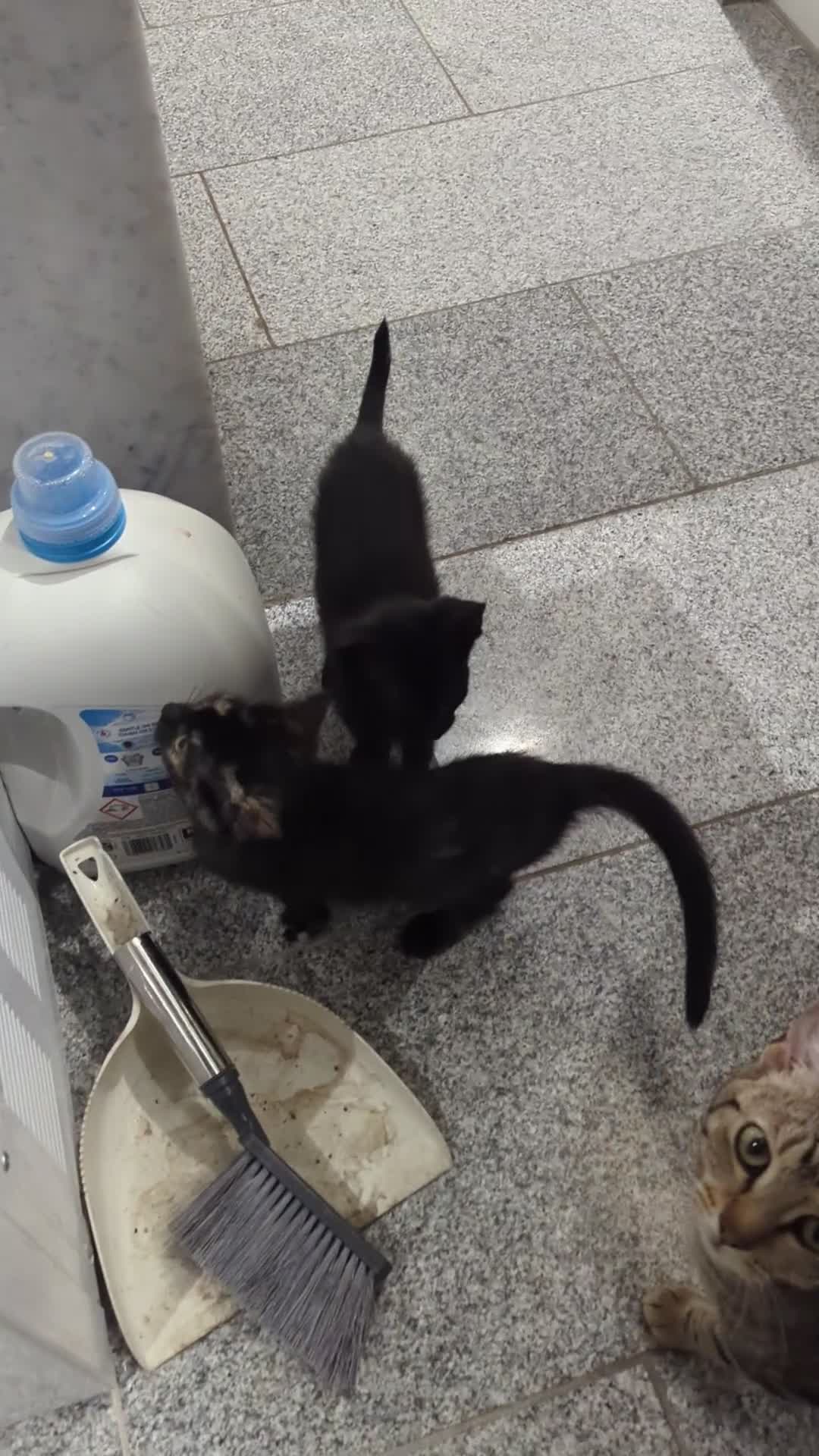 Mixed Breed cats for sale: Sphinx mother black and tortoise colour kittens in Ilford - Video 1