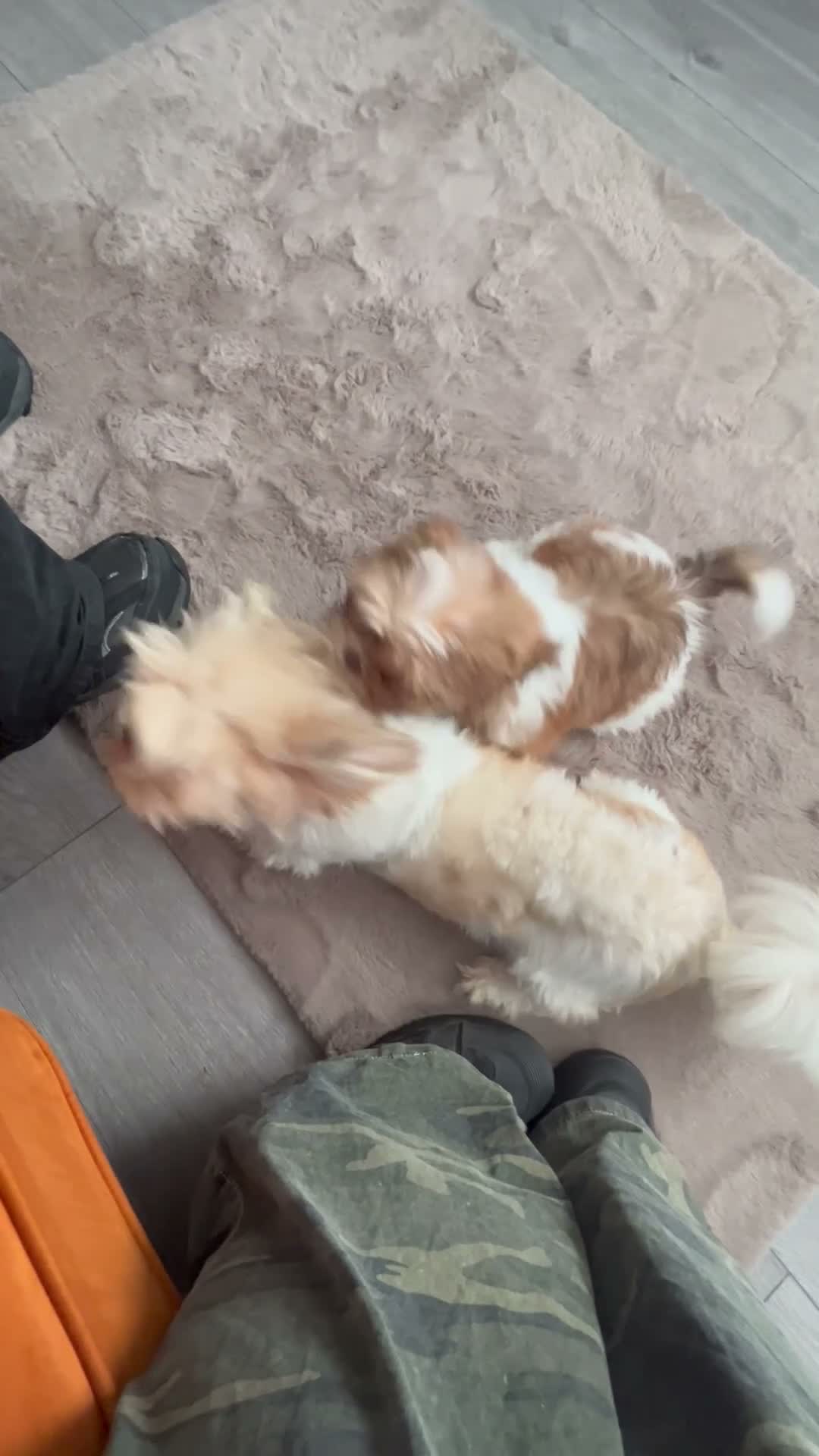 Shih Tzu dogs for sale: 11 week old Male Shihtzu  - Video 2