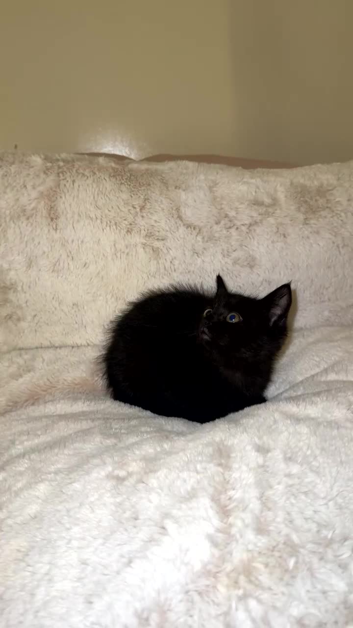 Ragdoll cats for sale: Tabby mixed with ragdoll for sale  - Video 3