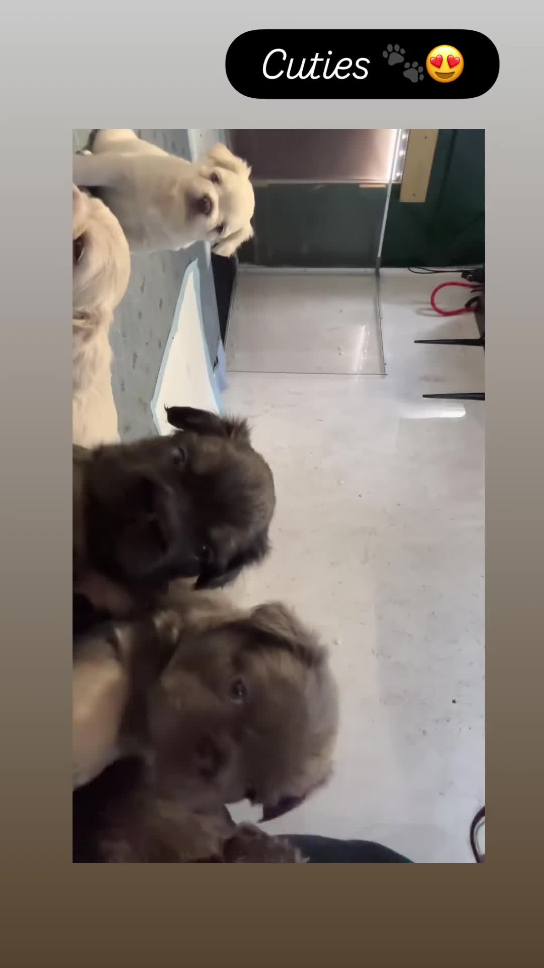 French Bulldog dogs for sale: Quality 5star🌟full visual fluffy French bulldogs  - Video 3