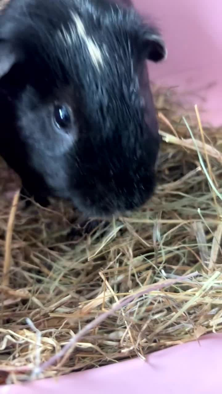 Guinea Pig rodents for sale: guinea pigs in Bodmin - Video 1