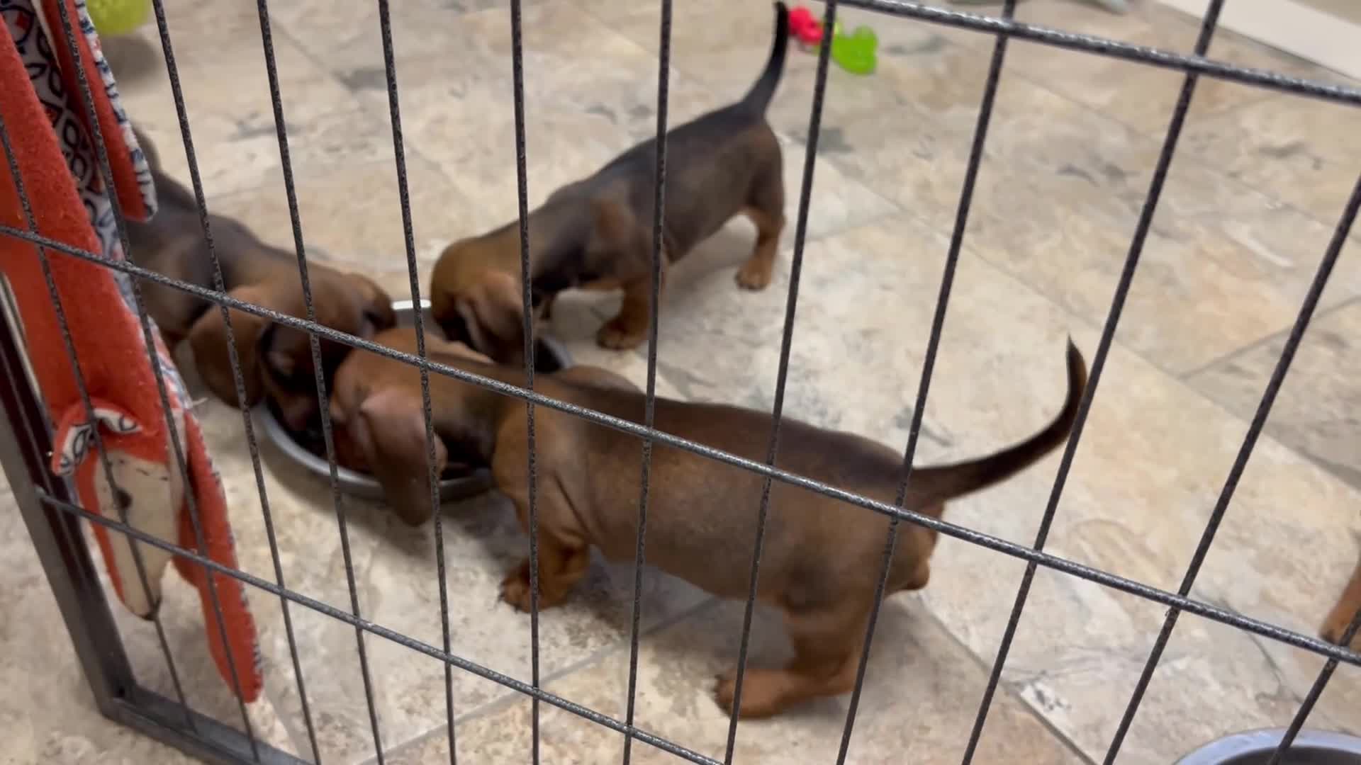 Miniature Dachshund dogs for sale: Happy healthy pups, both parents dna health tested - Video 2