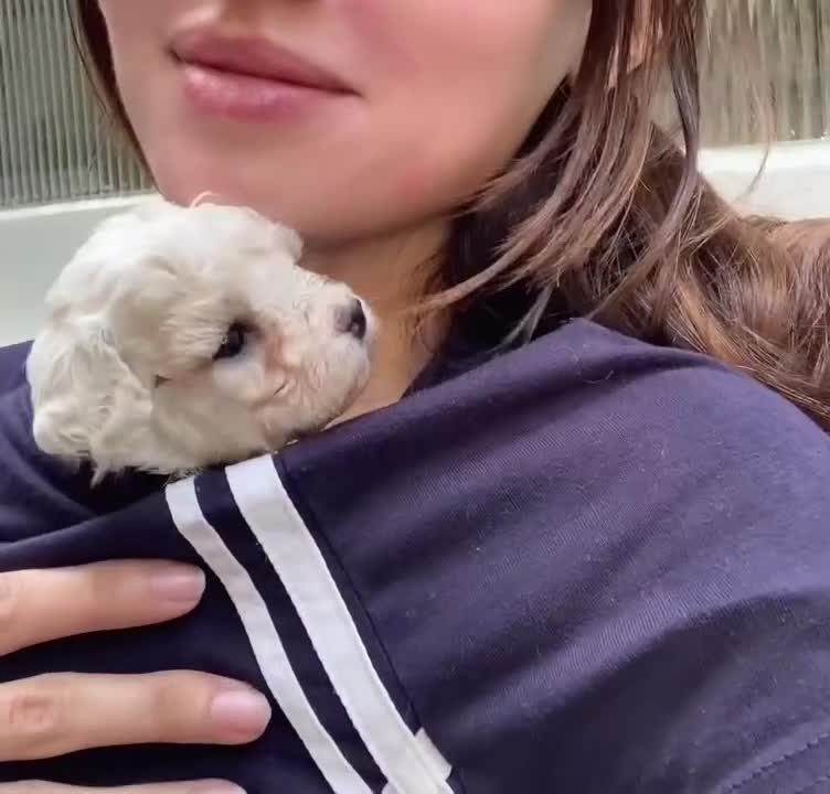 Cavapoochon dogs for sale: Beautiful Cavapoochon puppies in Brighton - Video 1