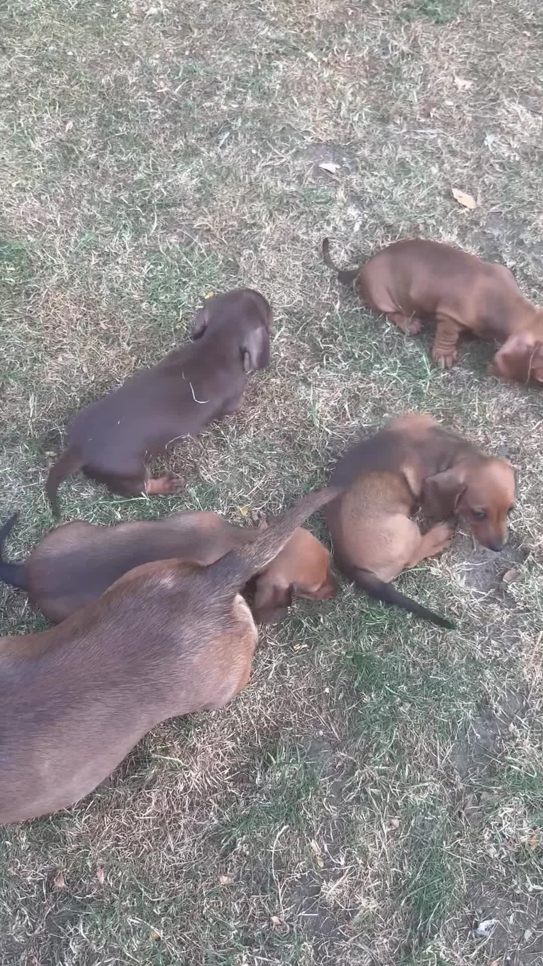 Miniature Dachshund dogs for sale: Miniature short-haired Dachshund - Video 1