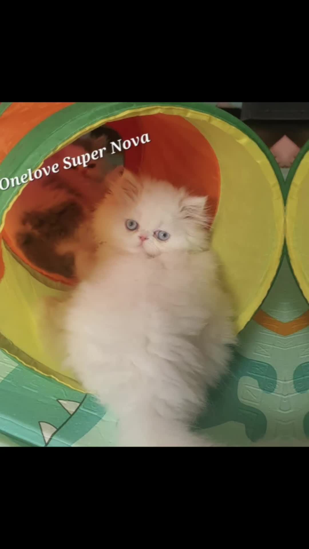 Persian cats for sale: 🎀🎀 One girl left GCCF Persian Kitten 🎀🎀 - Video 3