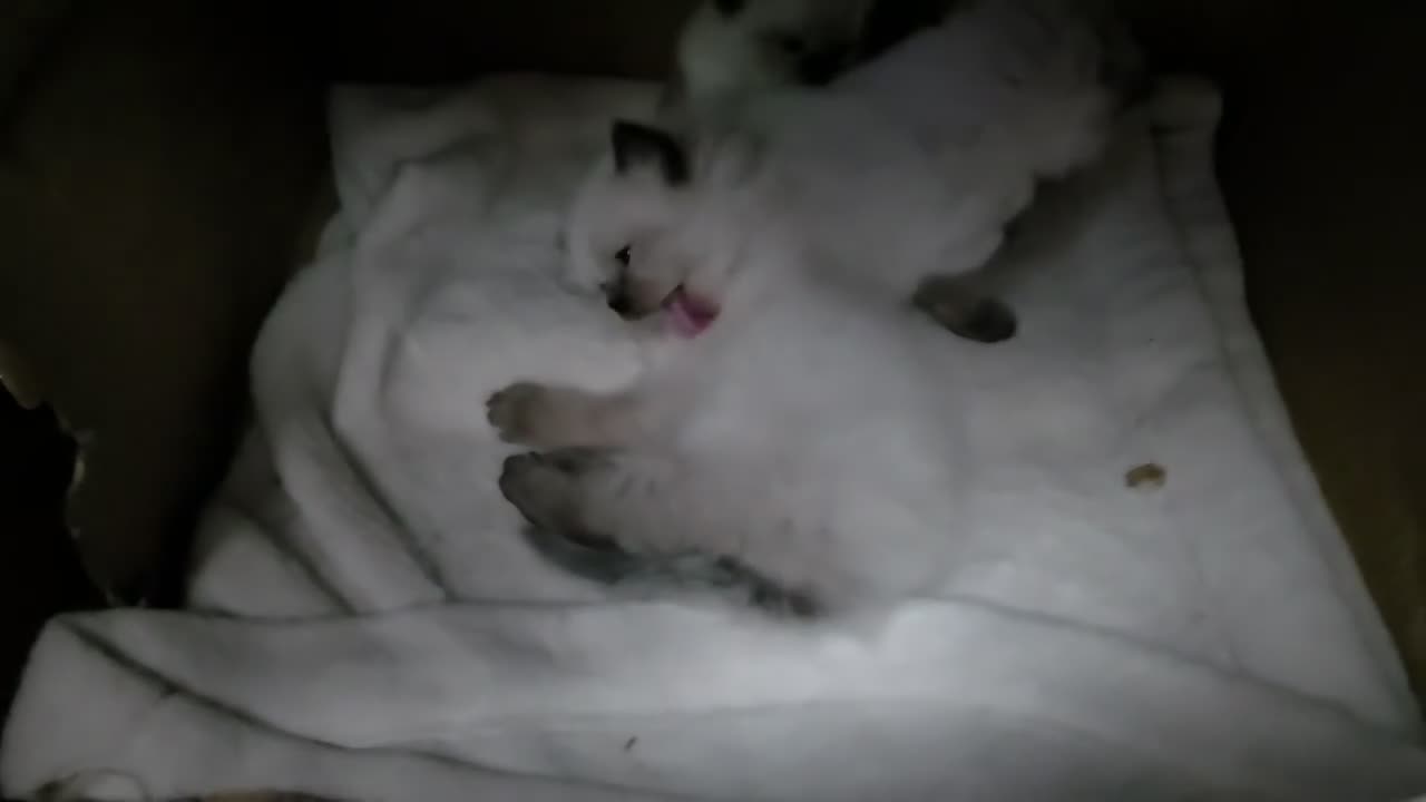 Mixed Breed cats for sale: 🐾  Bengdoll Kittens Bengal mum Ragdoll dad - Video 1