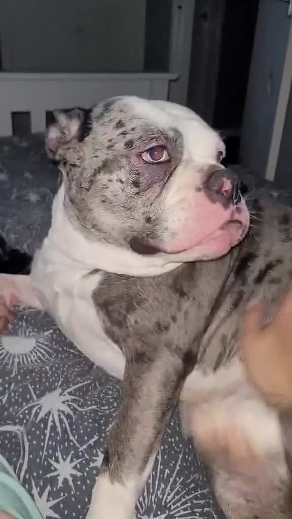 Alapaha Blue Blood Bulldog dogs for sale: 3 year old alpha blue blood bulldog  - Video 2