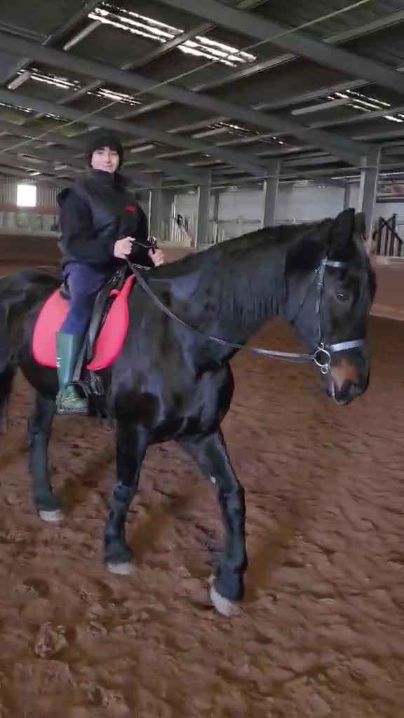 Friesian horses for sale: Lovely Katie looking for her forever home - Video 1
