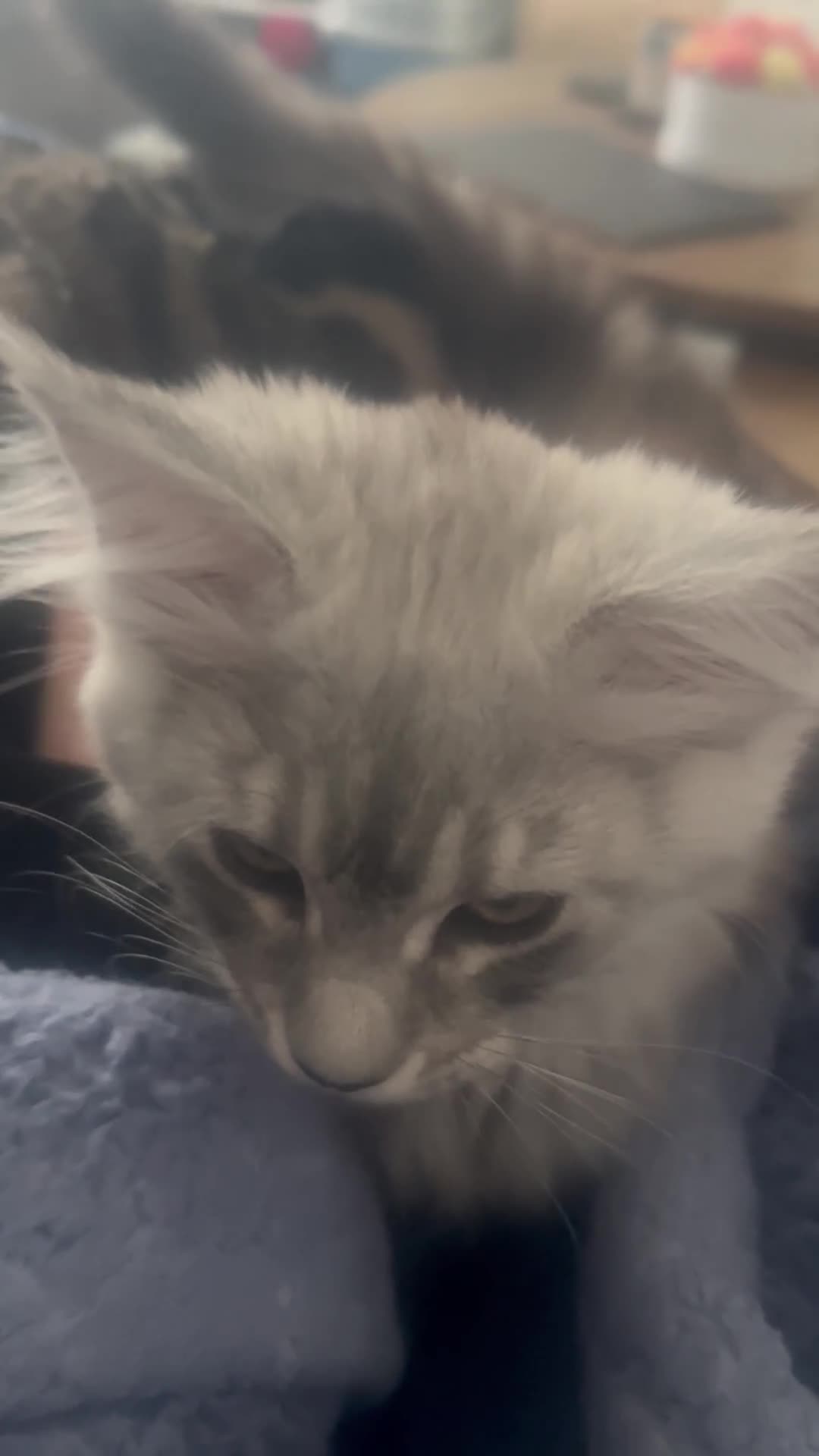 Maine Coon cats for sale: 🐈‍⬛Kittens ready for their new homes🤗 - Video 1