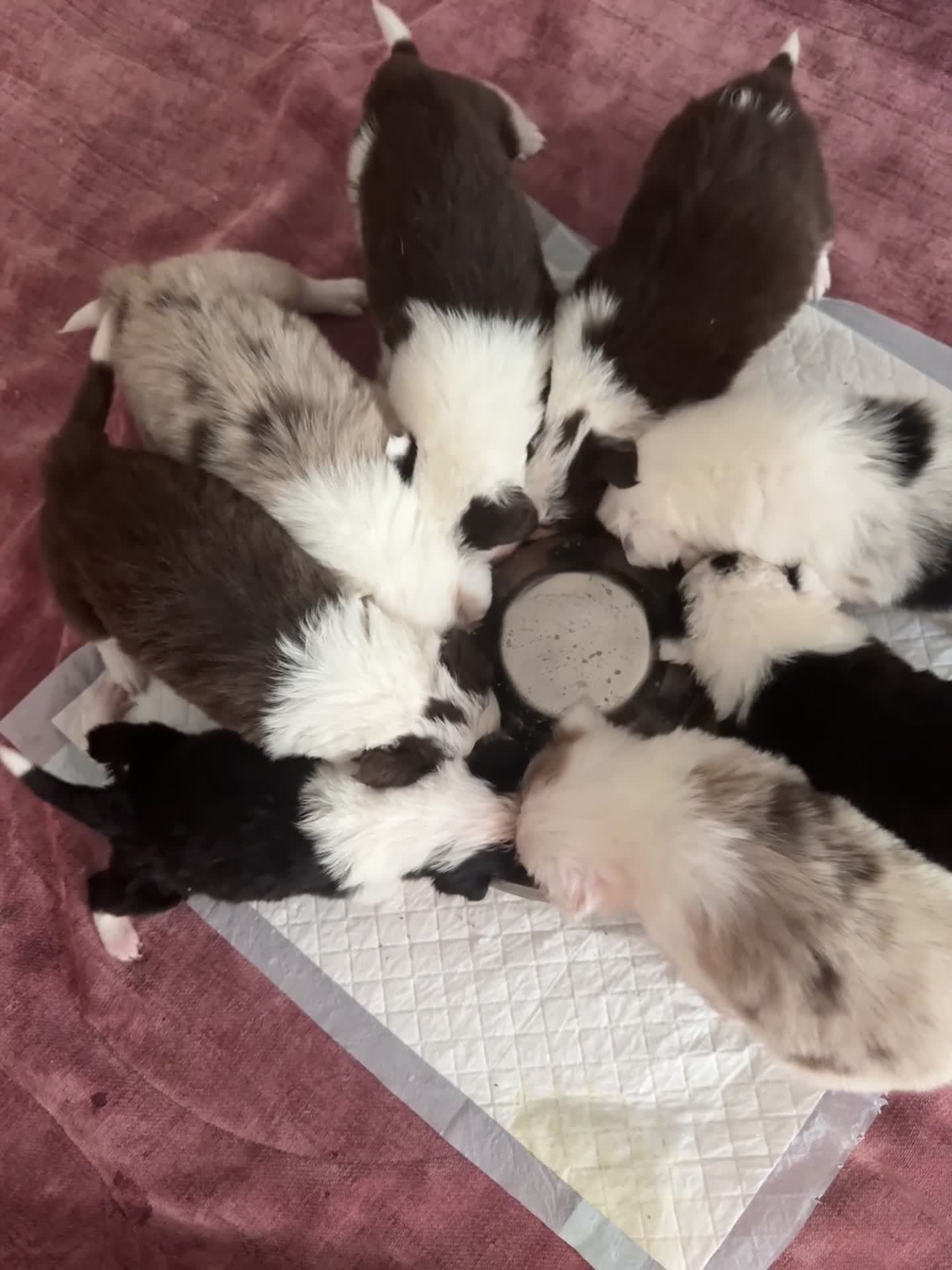 Border Collie dogs for sale: 6 amazing Border Collie puppies for sale in Darlington - Video 1