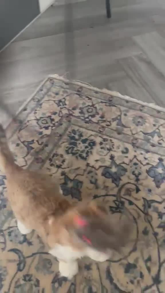 Scottish Fold cats for sale: beautiful scottish fold boy kitten  - Video 1