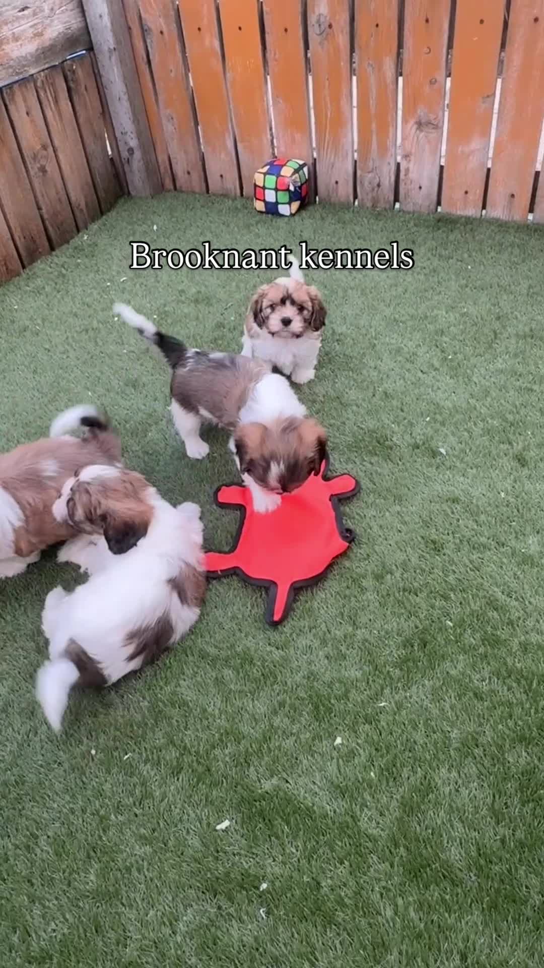 Cava Tzu dogs for sale: Stunning litter of Cava-Tzu pups - Video 1
