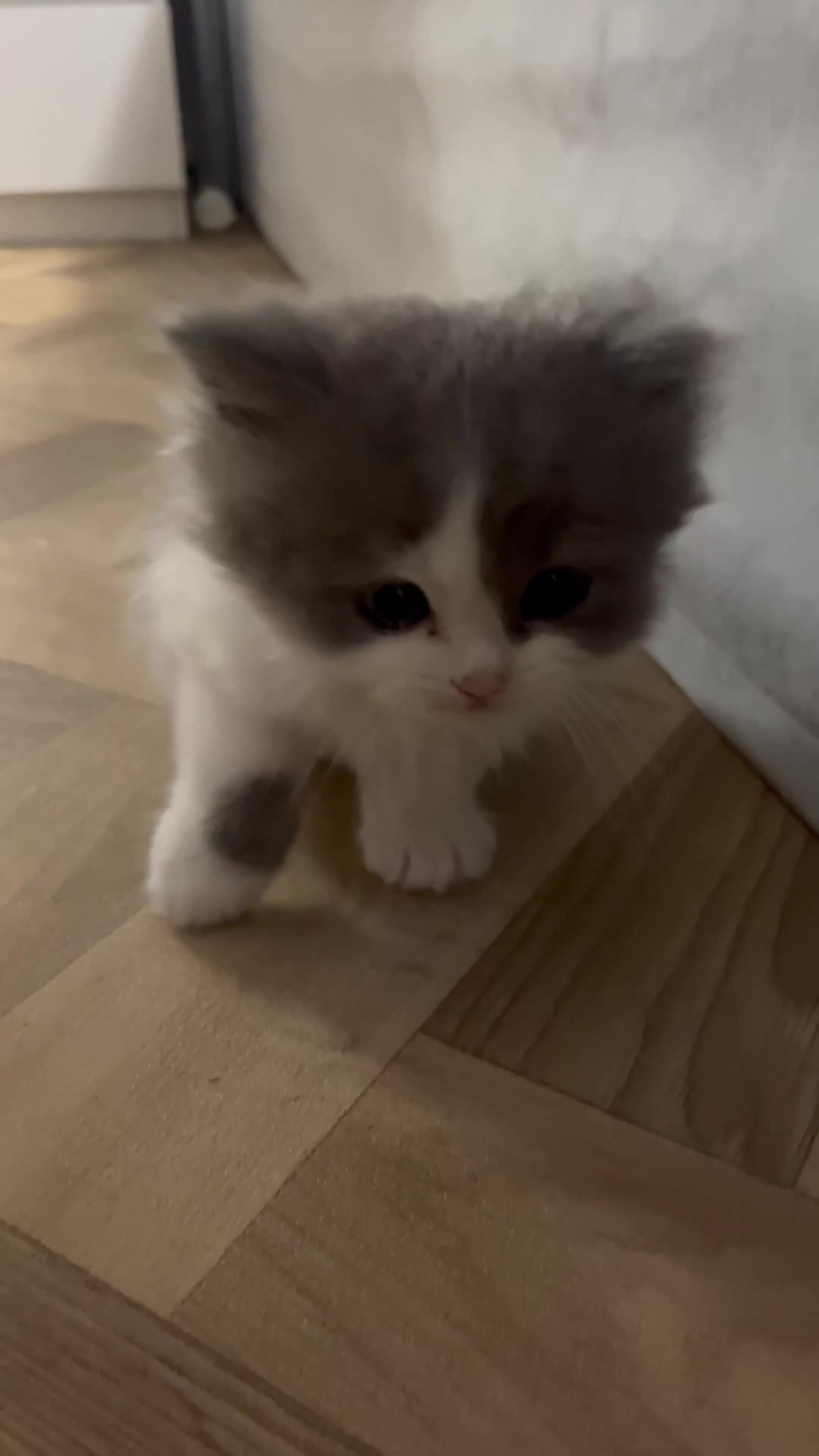 Persian cats for sale: Beautiful Persian kittens now ready to leave  - Video 2