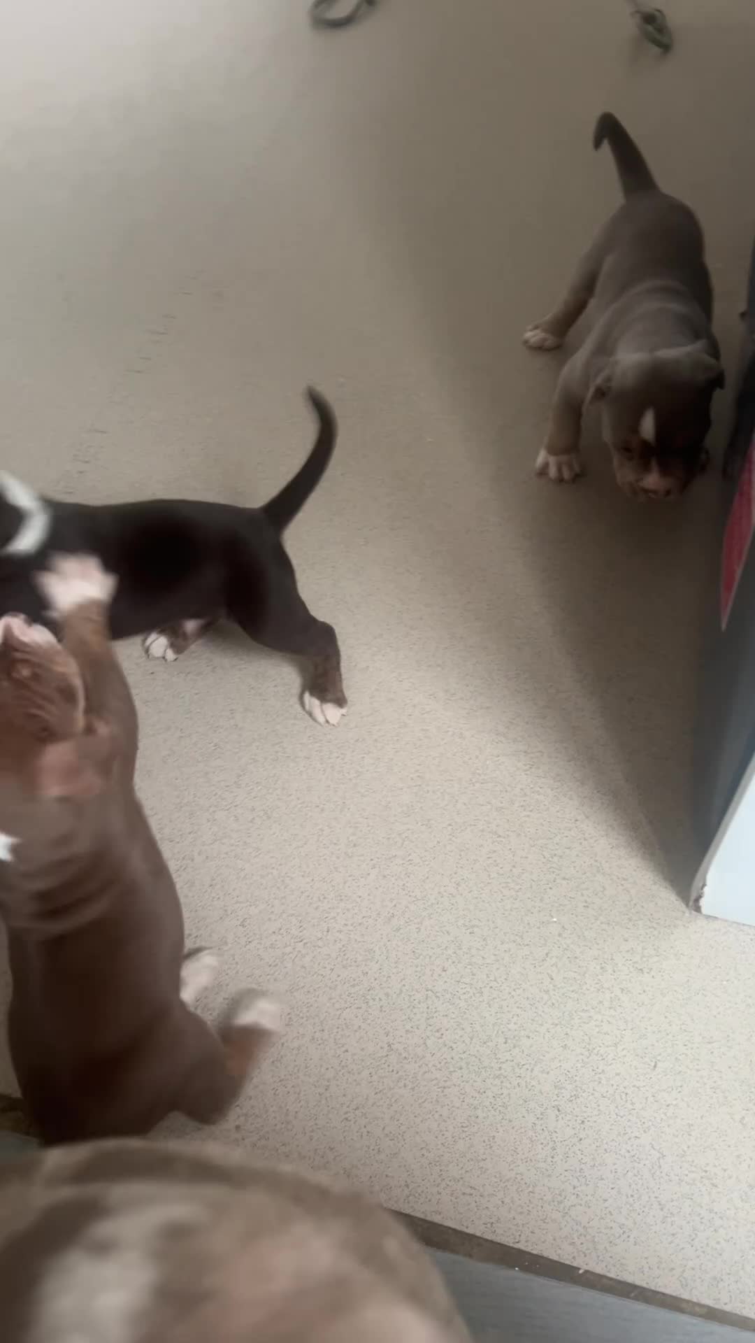 American Bully dogs for sale: American pocket bully  - Video 1