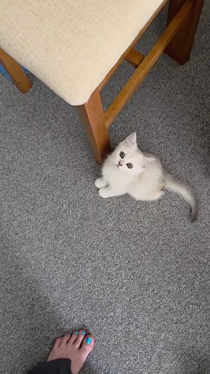 British Shorthair cats for sale: 3 white kittens with blue-green eyes for sale.  - Video 2