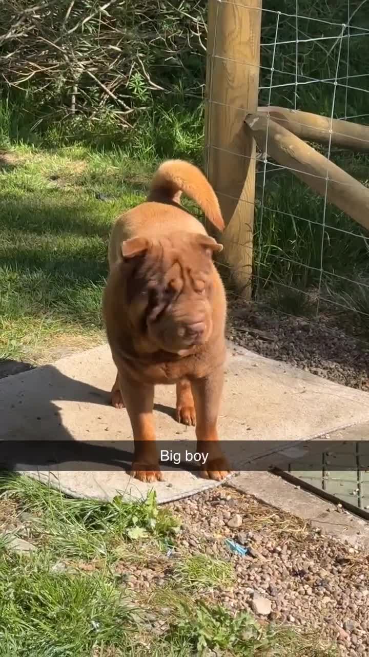 Shar Pei dogs for stud: YOGI CHOCLATE TAN SON OF TANK in Scunthorpe - Video 2